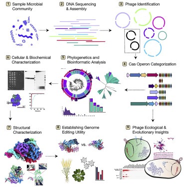 Diverse virus-encoded CRISPR-Cas systems include streamlined genome editors