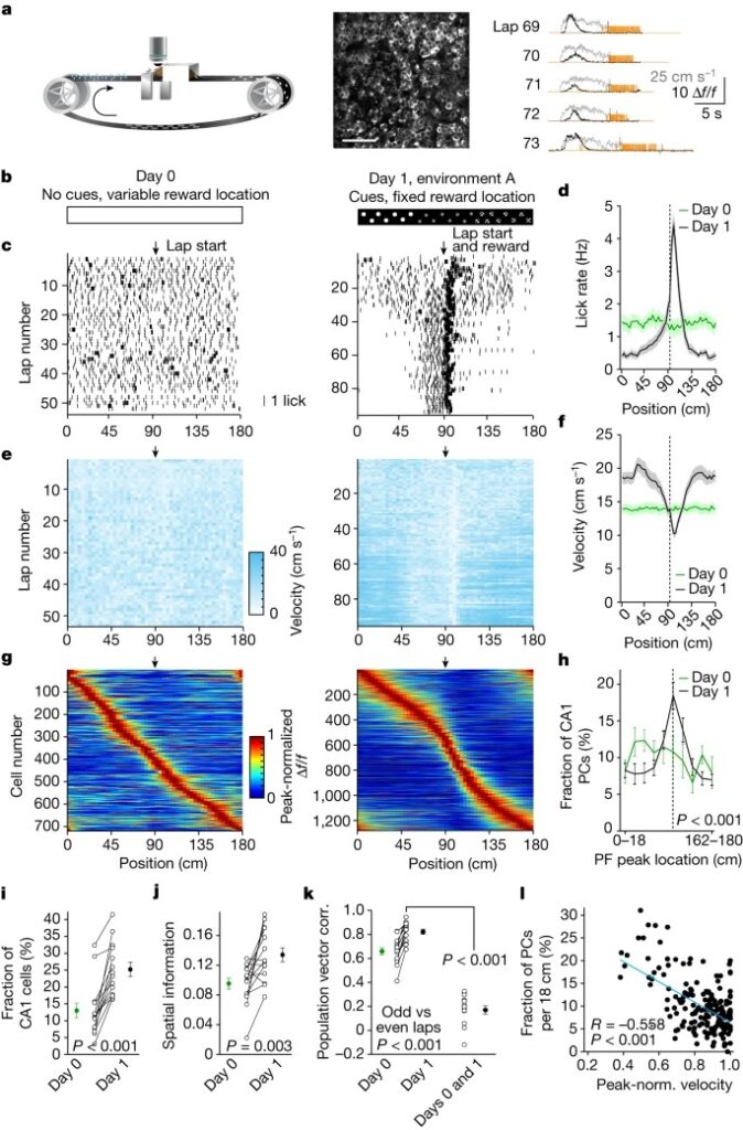 Entorhinal cortex directs learning-related changes in CA1 representations