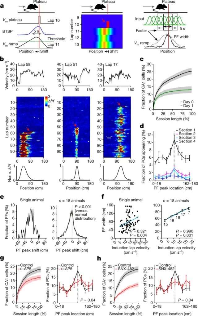 Entorhinal cortex directs learning-related changes in CA1 representations