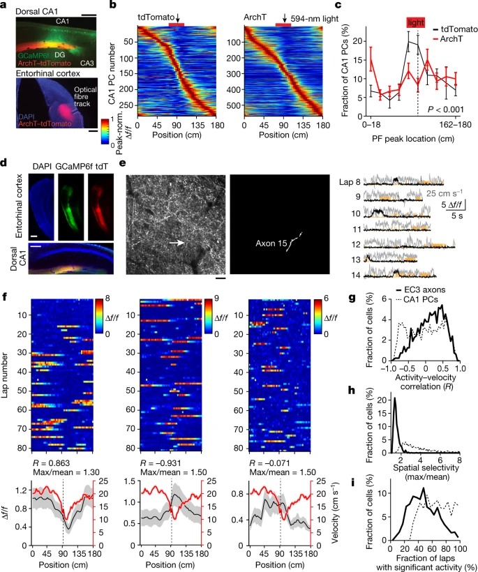 Entorhinal cortex directs learning-related changes in CA1 representations