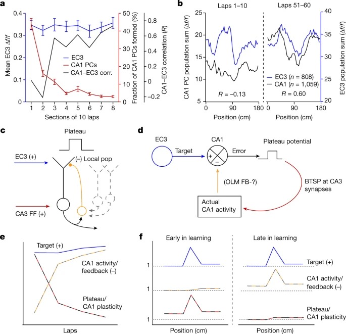 Entorhinal cortex directs learning-related changes in CA1 representations