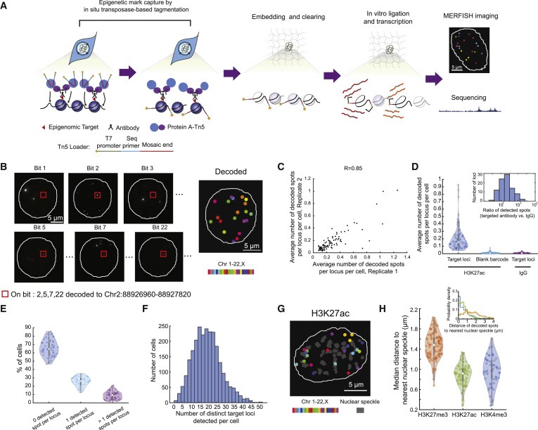 Spatially resolved epigenomic profiling of single cells in complex tissues