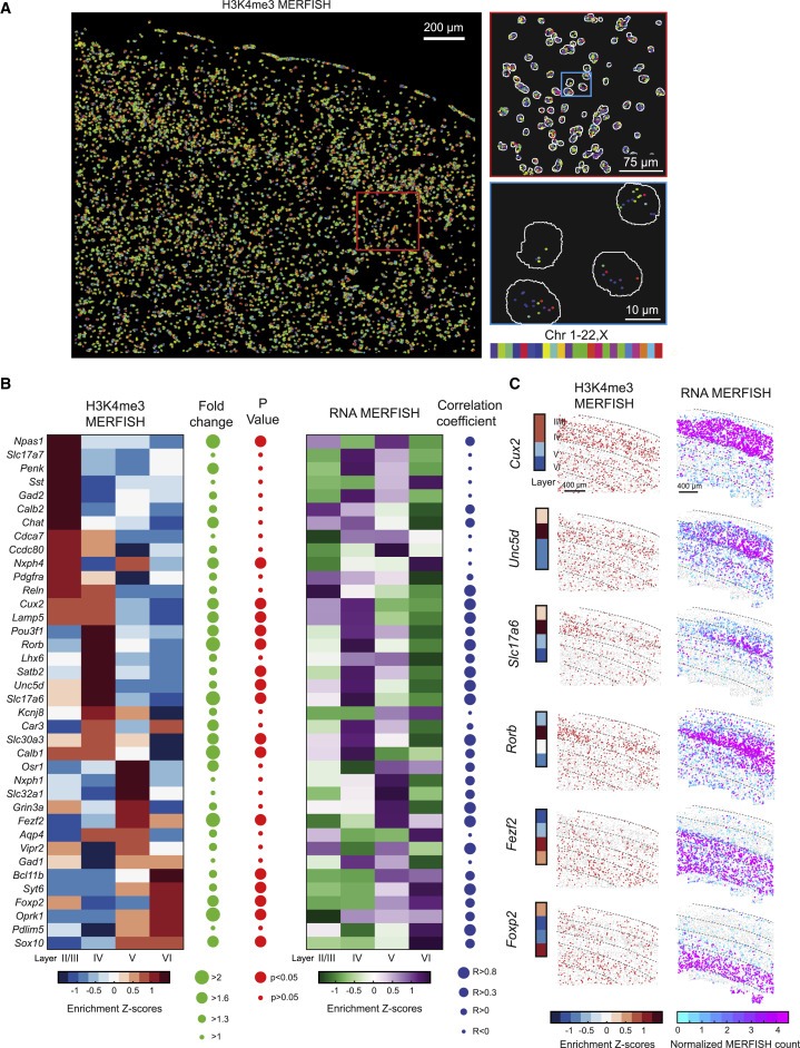 Spatially resolved epigenomic profiling of single cells in complex tissues