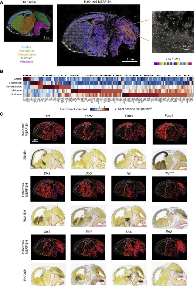 Spatially resolved epigenomic profiling of single cells in complex tissues