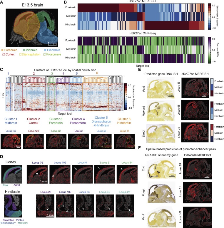 Spatially resolved epigenomic profiling of single cells in complex tissues