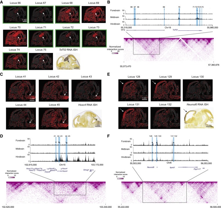 Spatially resolved epigenomic profiling of single cells in complex tissues