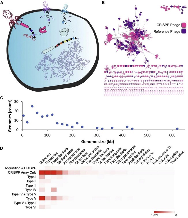 Diverse virus-encoded CRISPR-Cas systems include streamlined genome editors