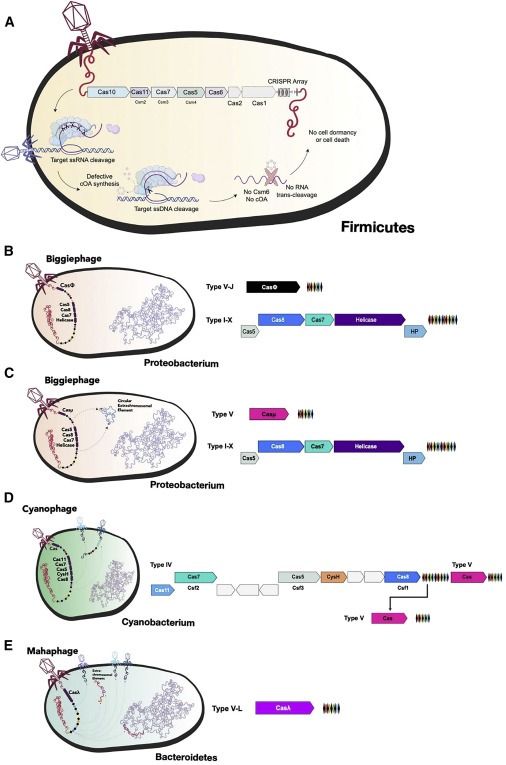 Diverse virus-encoded CRISPR-Cas systems include streamlined genome editors