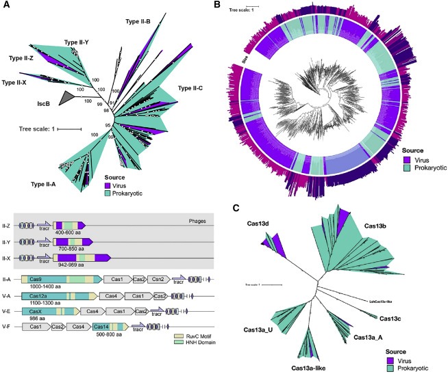 Diverse virus-encoded CRISPR-Cas systems include streamlined genome editors