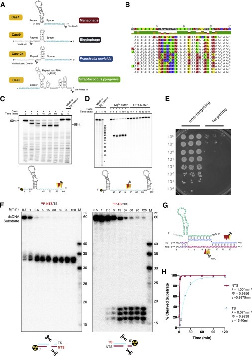 Diverse virus-encoded CRISPR-Cas systems include streamlined genome editors