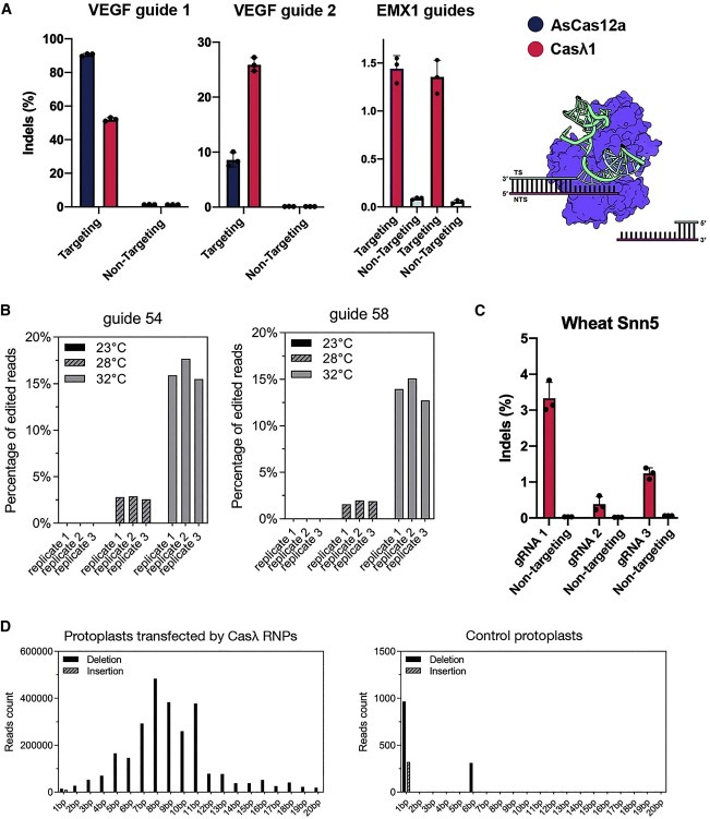 Diverse virus-encoded CRISPR-Cas systems include streamlined genome editors