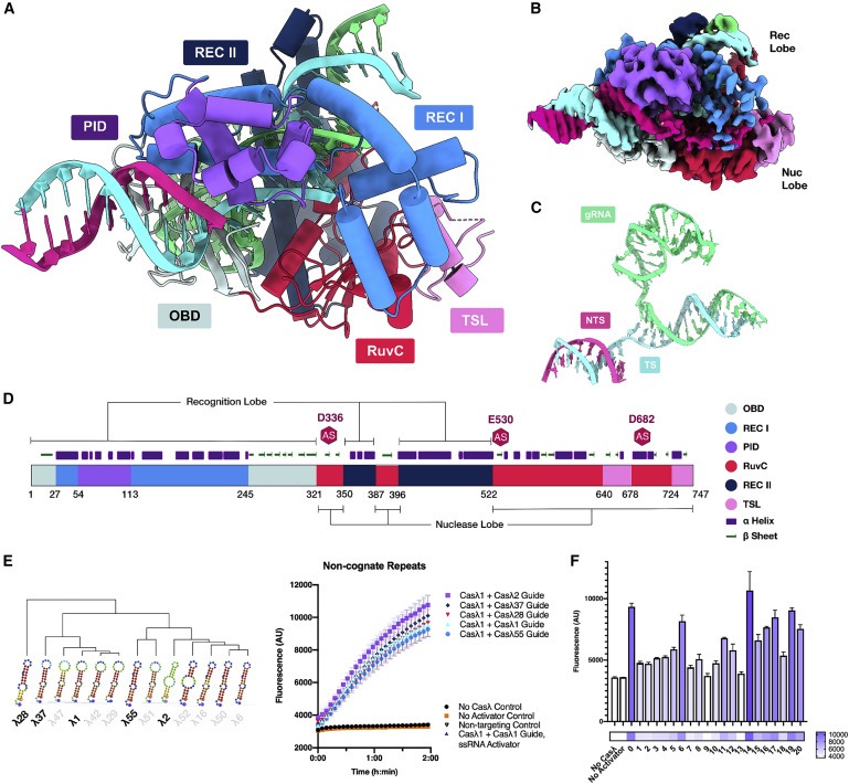 Diverse virus-encoded CRISPR-Cas systems include streamlined genome editors