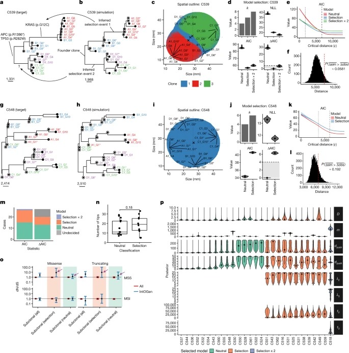 Phenotypic plasticity and genetic control in colorectal cancer evolution