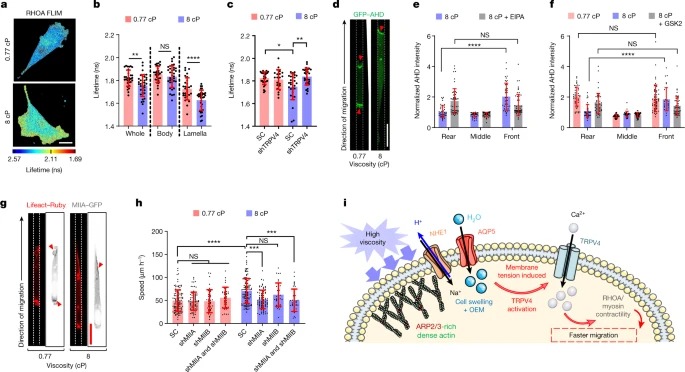 Extracellular fluid viscosity enhances cell migration and cancer dissemination