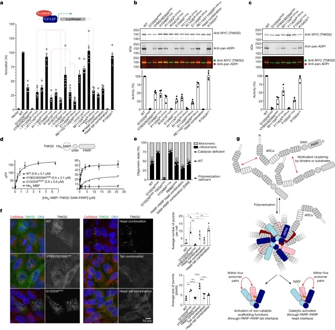 Structural basis of tankyrase activation by polymerization