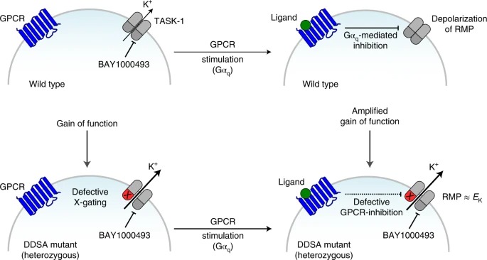 Gain-of-function mutations in KCNK3 cause a developmental disorder with sleep apnea