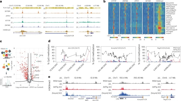 DNA sequence and chromatin modifiers cooperate to confer epigenetic bistability at imprinting control regions