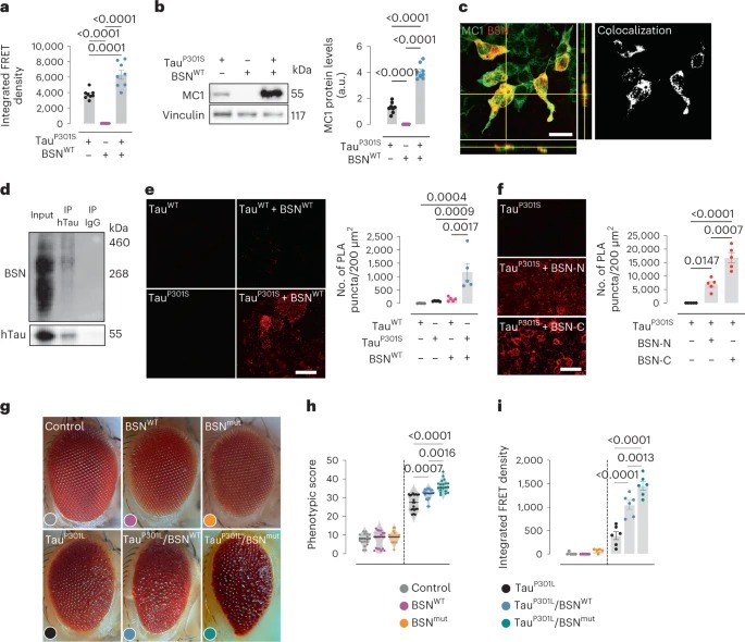 Bassoon contributes to tau-seed propagation and neurotoxicity