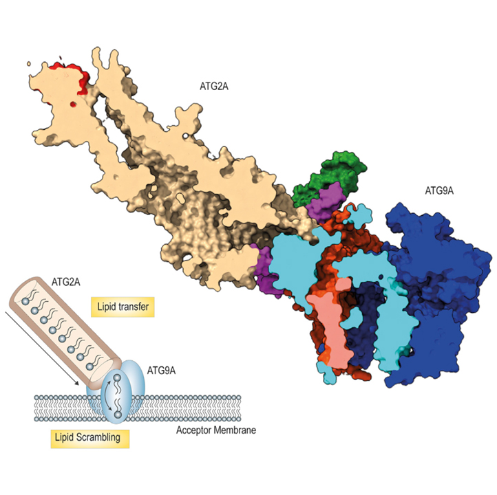 ATG9A and ATG2A form a heteromeric complex essential for autophagosome formation