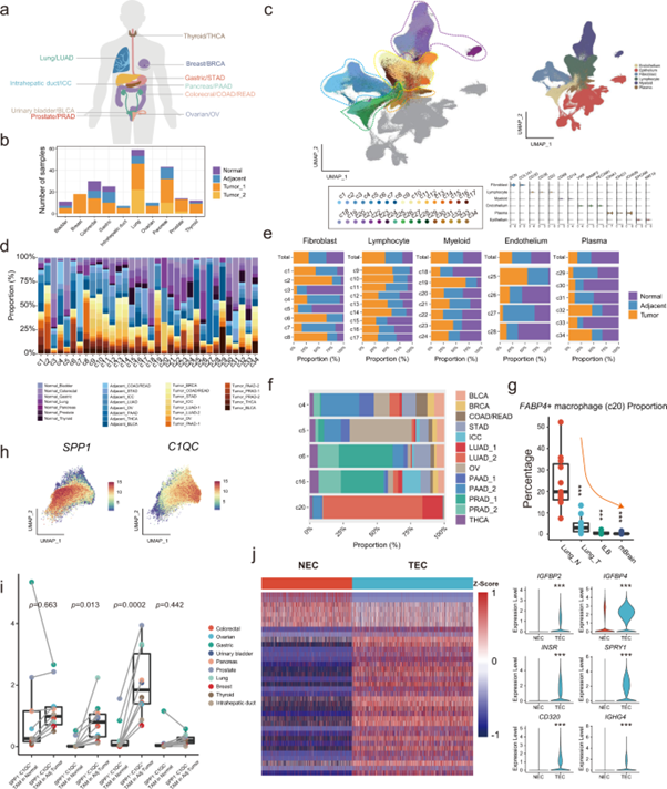 [Abs] Pan-cancer single-cell analysis reveals the heterogeneity and plasticity of cancer-associated fibroblasts in the tumor microenvironment