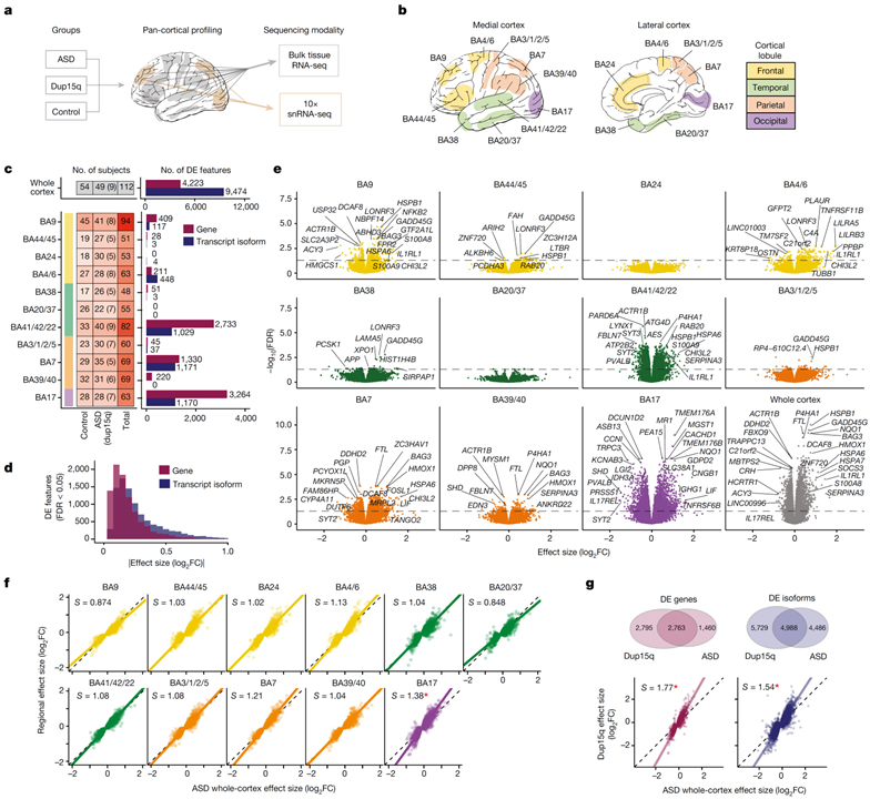 Broad transcriptomic dysregulation occurs across the cerebral cortex in ASD