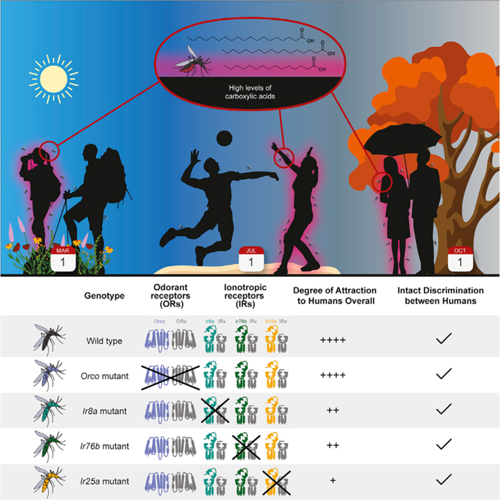 Differential mosquito attraction to humans is associated with skin-derived carboxylic acid levels