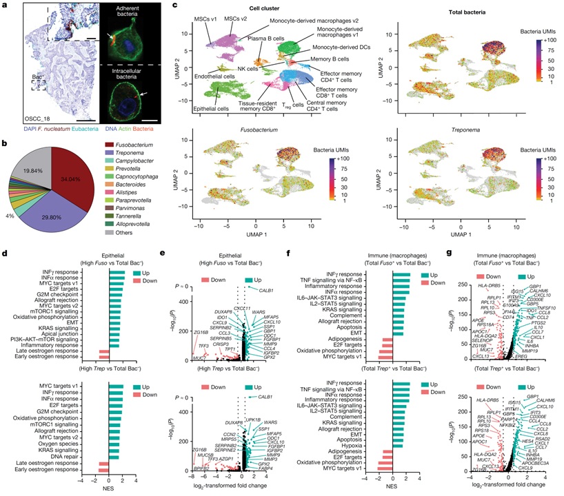 Effect of the intratumoral microbiota on spatial and cellular heterogeneity in cancer