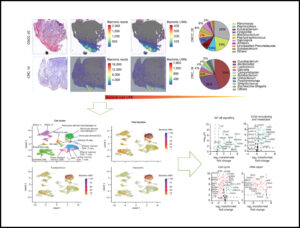 Read more about the article Effect of the intratumoral microbiota on spatial and cellular heterogeneity in cancer