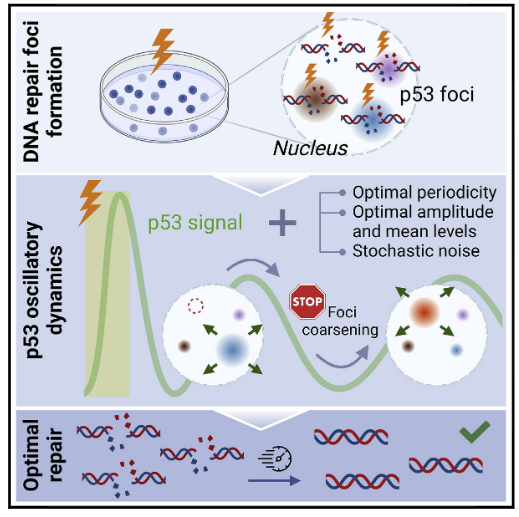 Enhanced DNA repair through droplet formation and p53 oscillations