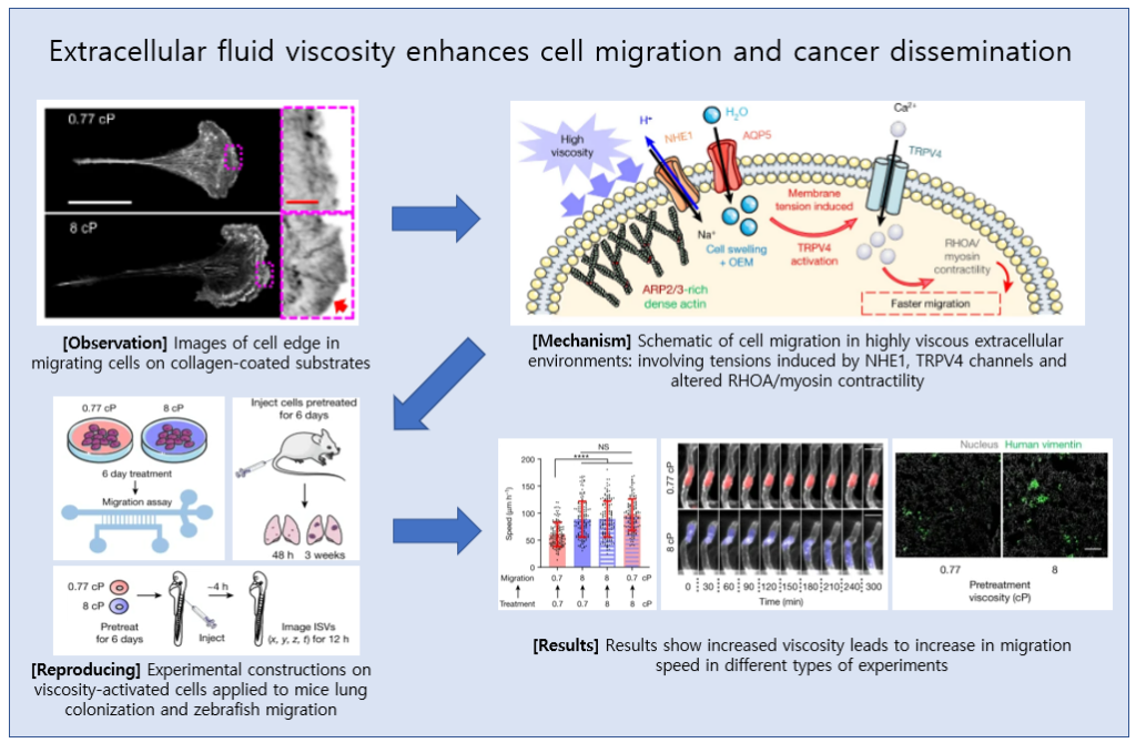 Extracellular fluid viscosity enhances cell migration and cancer dissemination