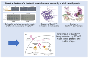 Read more about the article Direct activation of a bacterial innate immune system by a viral capsid protein