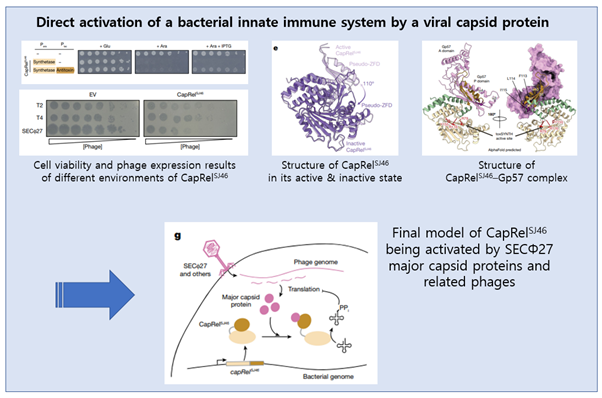 EzV_Direct activation of a bacterial innate immune system by a viral capsid protein