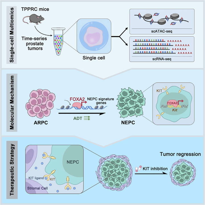 FOXA2 drives lineage plasticity and KIT pathway activation in neuroendocrine prostate cancer