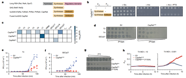 Fig1_Direct activation of a bacterial innate immune system by a viral capsid protein