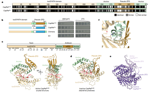 Fig2_Direct activation of a bacterial innate immune system by a viral capsid protein