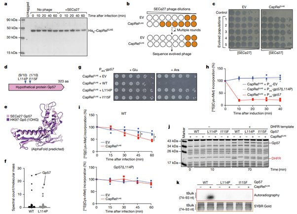 Fig3_Direct activation of a bacterial innate immune system by a viral capsid protein