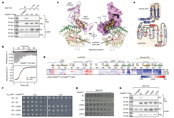 Fig4_Direct activation of a bacterial innate immune system by a viral capsid protein