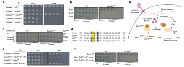 Fig5_Direct activation of a bacterial innate immune system by a viral capsid protein