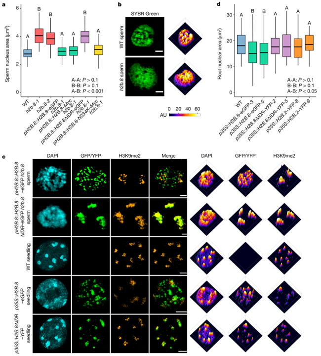 Histone H2B.8 compacts flowering plant sperm through chromatin phase separation