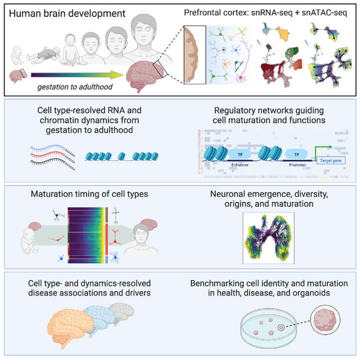 Human prefrontal cortex gene regulatory dynamics from gestation to adulthood at single-cell resolution