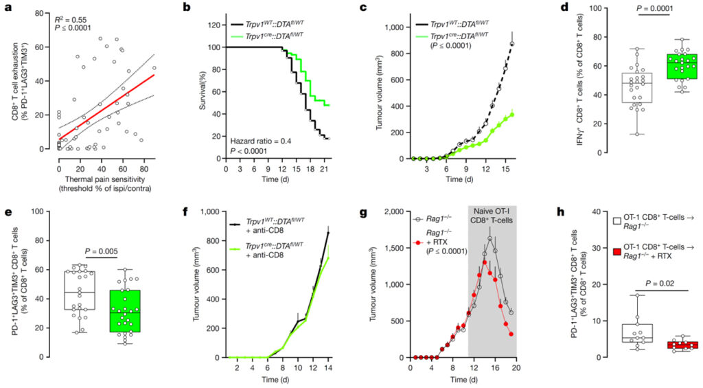 Nociceptor neurons affect cancer immunosurveillance