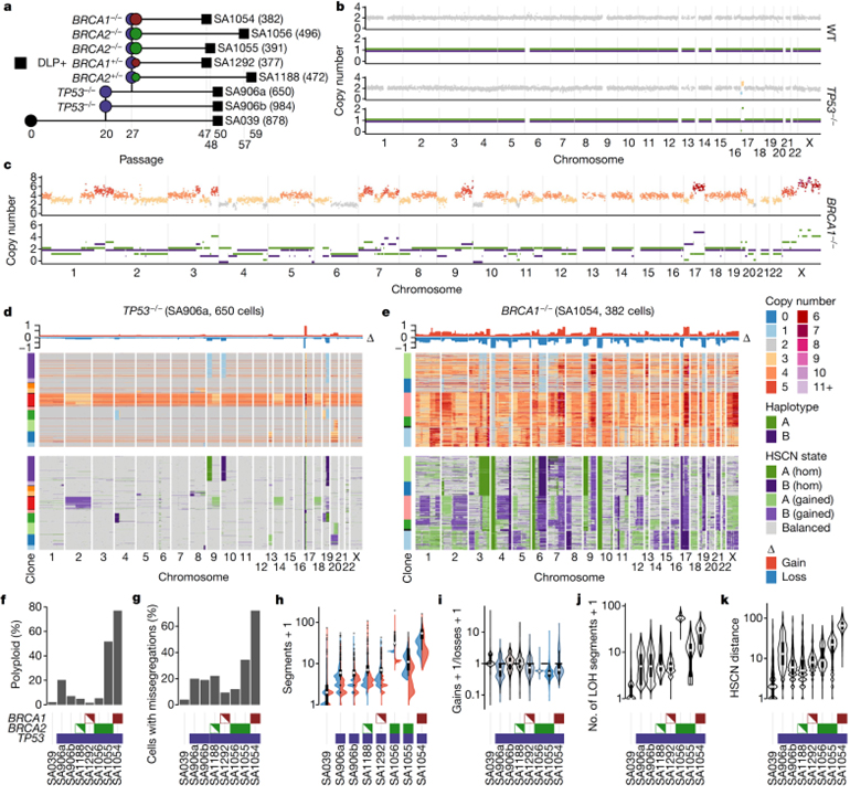 Single-cell genomic variation induced by mutational processes in cancer