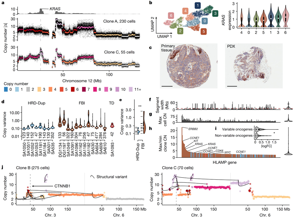 Single-cell genomic variation induced by mutational processes in cancer