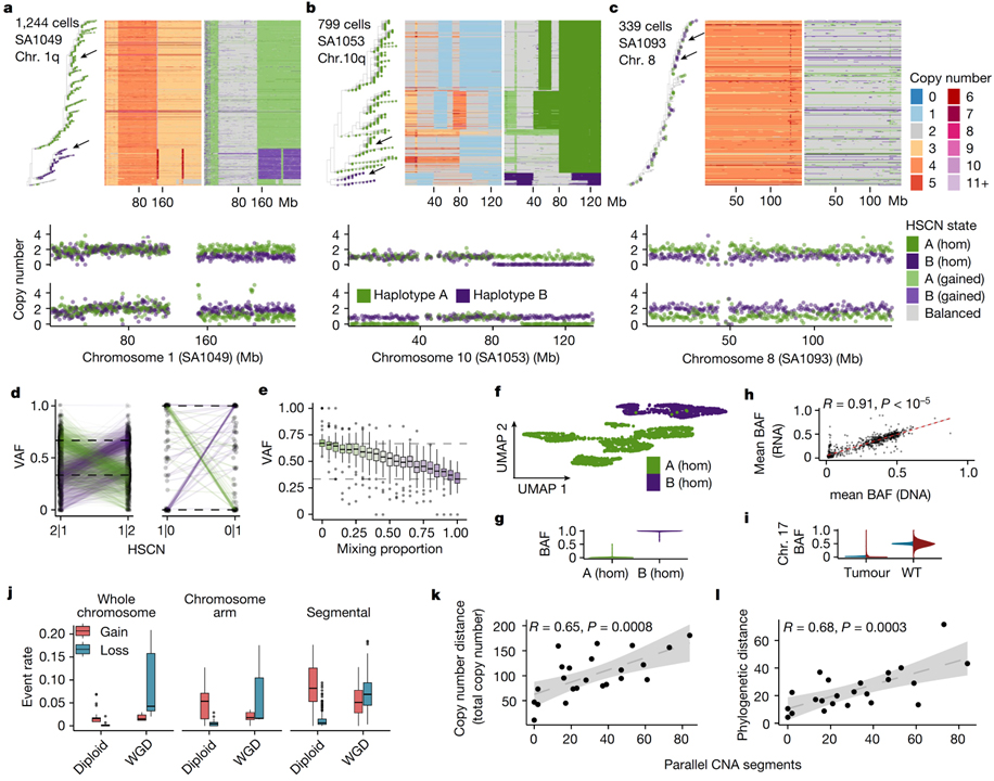 Single-cell genomic variation induced by mutational processes in cancer