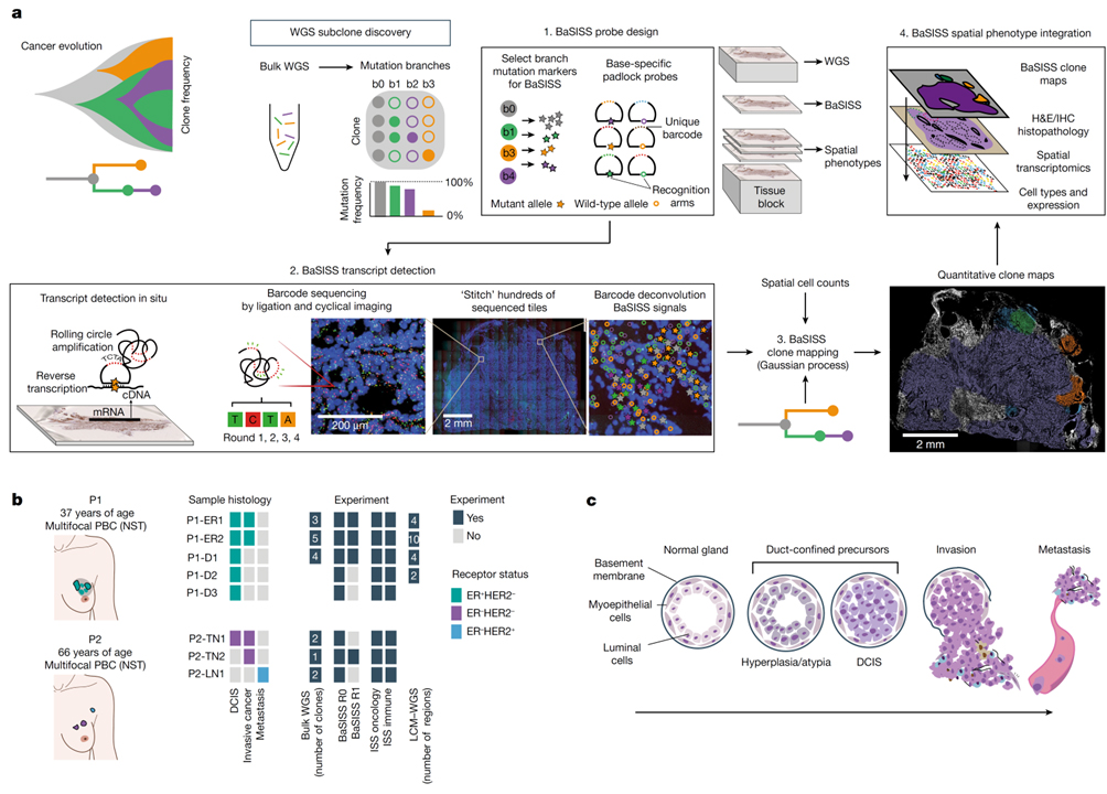 Spatial genomics maps the structure, nature and evolution of cancer clones