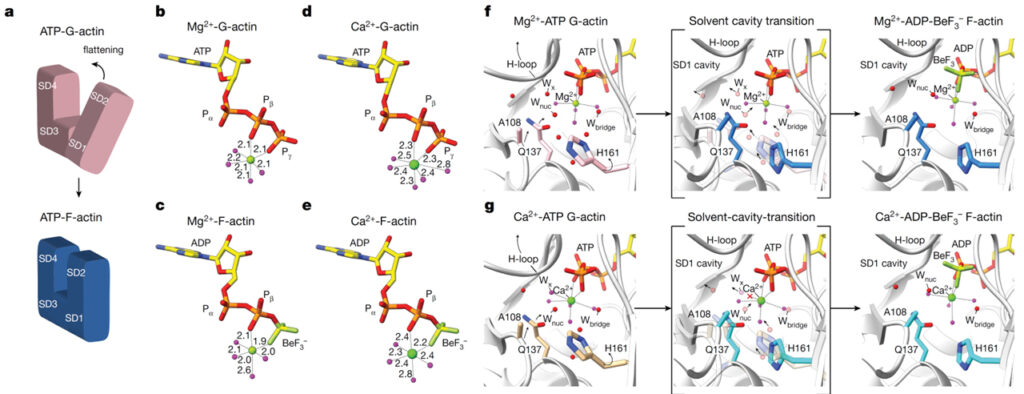 Structural basis of actin filament assembly and aging