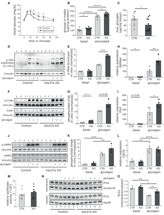 Vps37a regulates hepatic glucose production by controlling glucagon receptor localization to endosomes