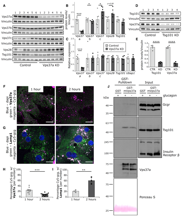 Vps37a regulates hepatic glucose production by controlling glucagon receptor localization to endosomes