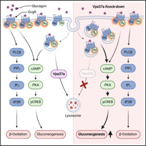 Read more about the article [Cell Metabolism] Vps37a regulates hepatic glucose production by controlling glucagon receptor localization to endosomes