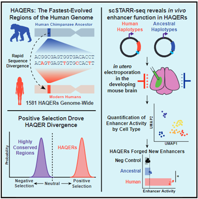 Read more about the article Adaptive sequence divergence forged new neurodevelopmental enhancers in humans